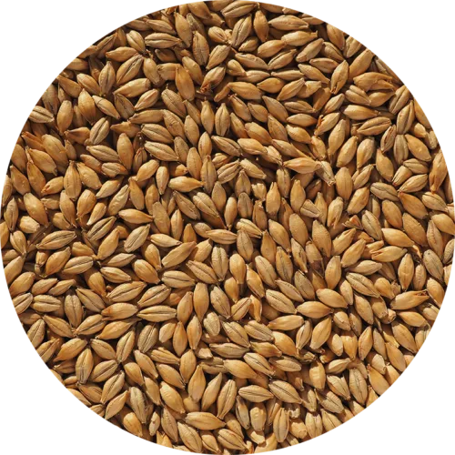 Base Malt