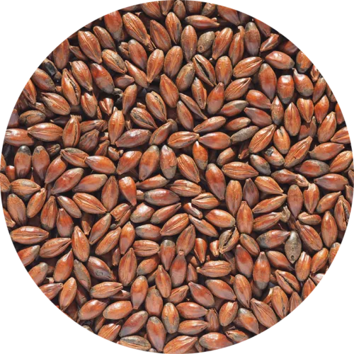 Coloured Malt